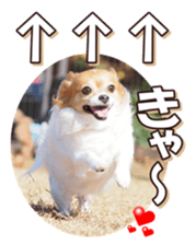 doggiesfan6 sticker #14568648