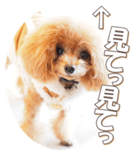 doggiesfan6 sticker #14568649