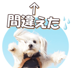 doggiesfan6 sticker #14568650