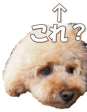 doggiesfan6 sticker #14568651