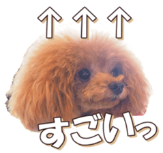 doggiesfan6 sticker #14568653