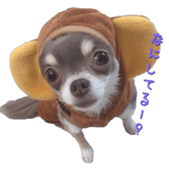 Monkey chihuahua stickers
