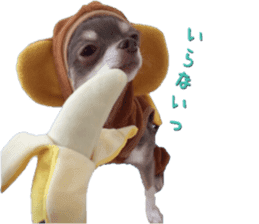 Monkey chihuahua stickers sticker #14570359