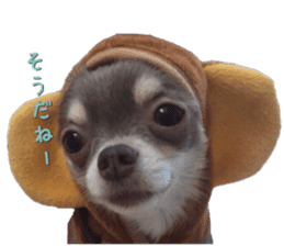 Monkey chihuahua stickers sticker #14570365