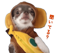 Monkey chihuahua stickers sticker #14570372