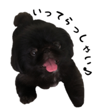 Black Pekinese sticker #14573642