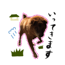 Shiba dog? GON-SAN sticker #14577303