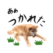 Shiba dog? GON-SAN sticker #14577305
