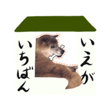 Shiba dog? GON-SAN sticker #14577306