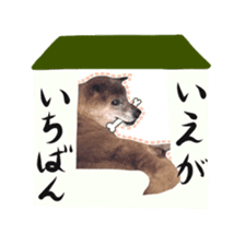 Shiba dog? GON-SAN sticker #14577306