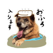Shiba dog? GON-SAN sticker #14577307