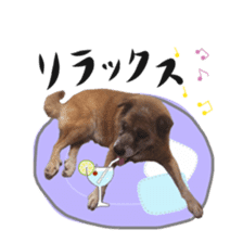 Shiba dog? GON-SAN sticker #14577308