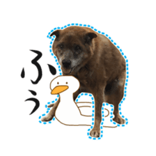 Shiba dog? GON-SAN sticker #14577310