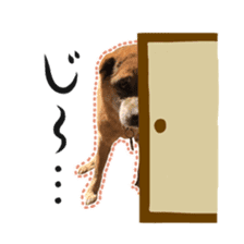 Shiba dog? GON-SAN sticker #14577311