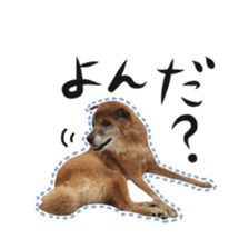 Shiba dog? GON-SAN sticker #14577314
