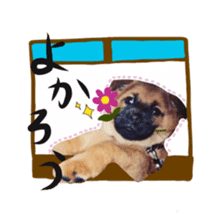 Shiba dog? GON-SAN sticker #14577316