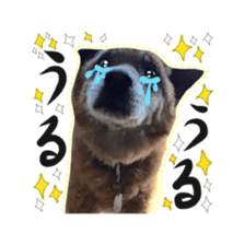 Shiba dog? GON-SAN sticker #14577318