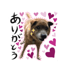 Shiba dog? GON-SAN sticker #14577319
