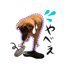 Shiba dog? GON-SAN sticker #14577320