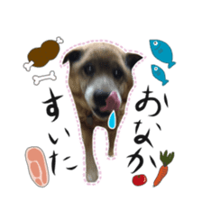 Shiba dog? GON-SAN sticker #14577322