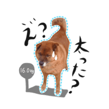 Shiba dog? GON-SAN sticker #14577323
