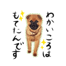 Shiba dog? GON-SAN sticker #14577325