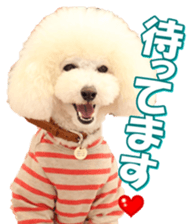 doggiesfan7 sticker #14578330