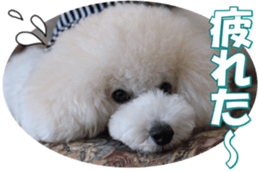 doggiesfan7 sticker #14578338