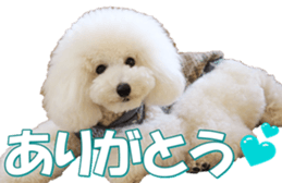 doggiesfan7 sticker #14578340