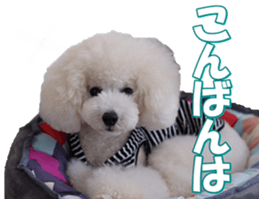 doggiesfan7 sticker #14578348