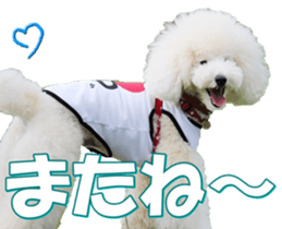 doggiesfan7 sticker #14578364