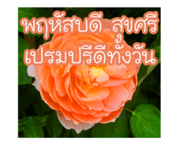 Today is a happy day sticker #14582145