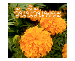 Today is a happy day sticker #14582151