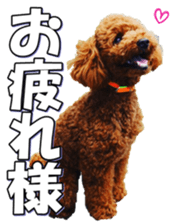 doggiesfan5 sticker #14584924