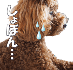 doggiesfan5 sticker #14584925