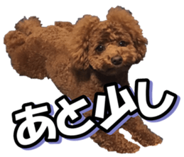 doggiesfan5 sticker #14584927