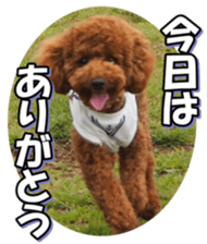 doggiesfan5 sticker #14584928