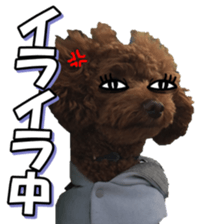 doggiesfan5 sticker #14584935