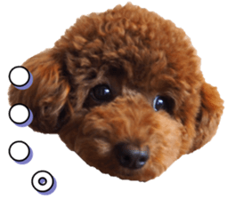 doggiesfan5 sticker #14584940