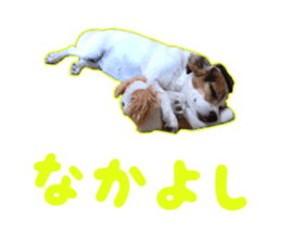 Our pet "Wamuko" 2 sticker #14591041