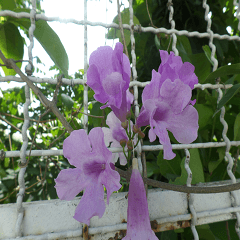 Farmers and peasants practical