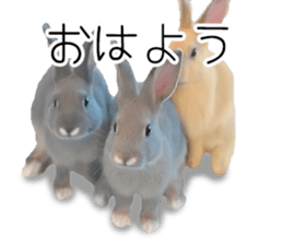 Rabbit House sticker #14591783