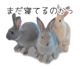Rabbit House sticker #14591784