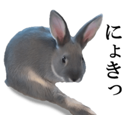 Rabbit House sticker #14591790