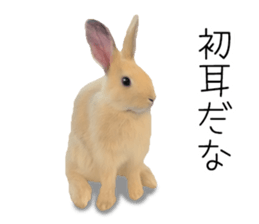 Rabbit House sticker #14591791
