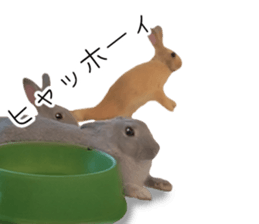 Rabbit House sticker #14591792