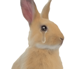 Rabbit House sticker #14591793