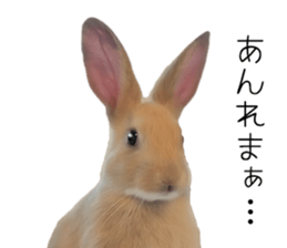 Rabbit House sticker #14591794