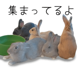 Rabbit House sticker #14591797