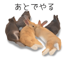 Rabbit House sticker #14591800